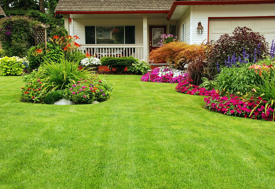 lawn care suwanee weed