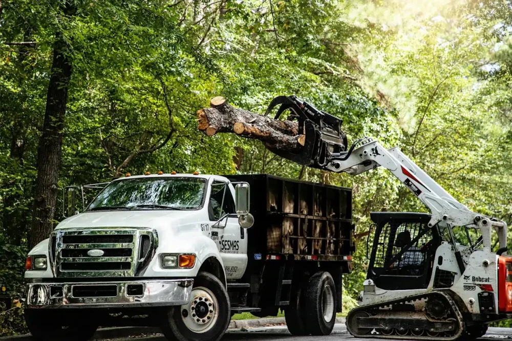 Professional Tree Services in Georgia & North Carolina