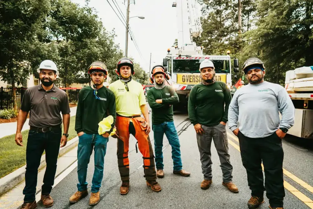 Why Choose Sesmas Tree Service