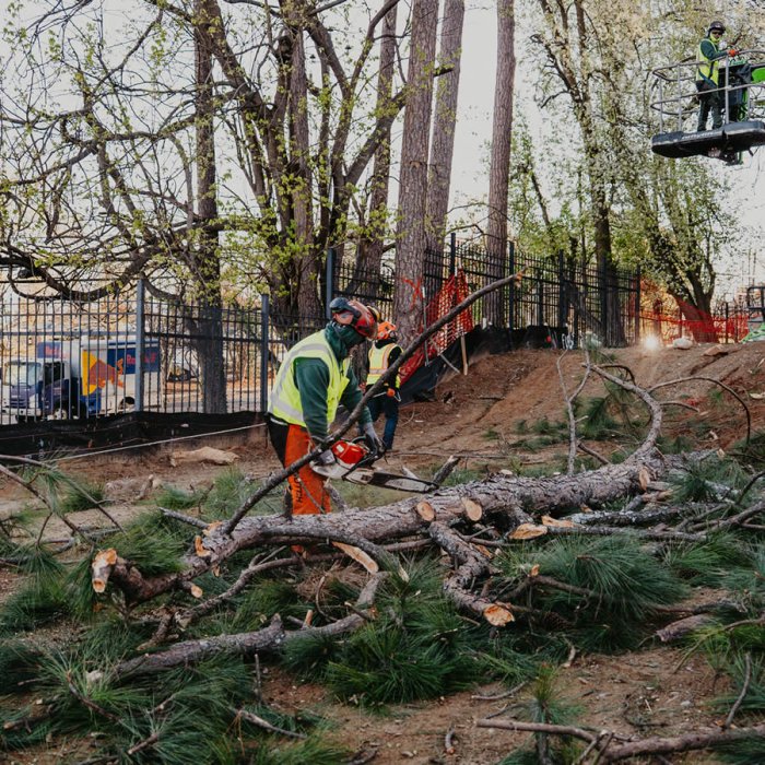 Why Choose Sesmas Tree Service