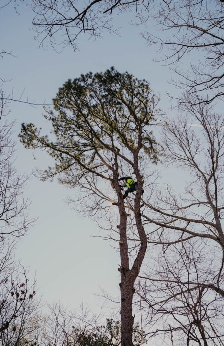 Reasons to Choose Sesmas Tree Service