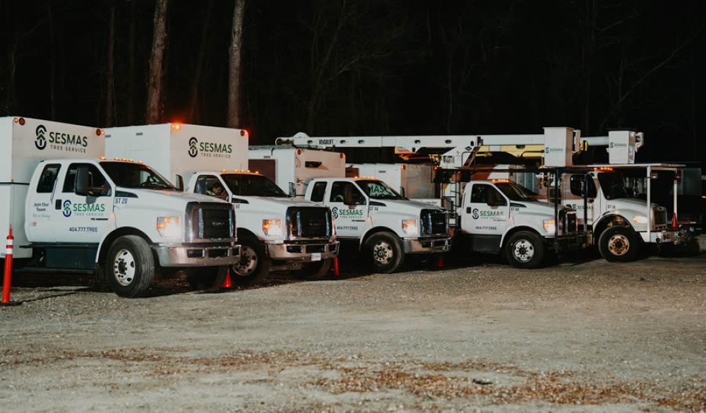 Trusted Tree Care for Every Sector