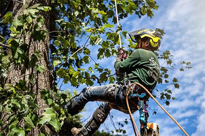 Tree Service in Sandy Springs