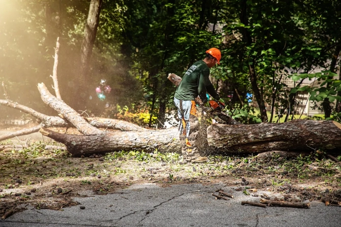 Tree Service in Decatur