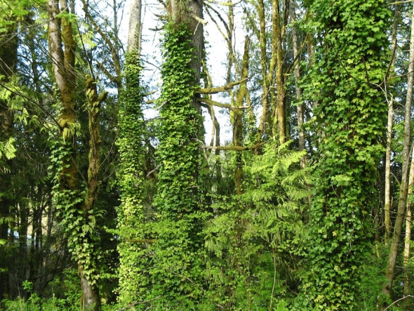 Invasive Plants That Harm Our Urban Forest