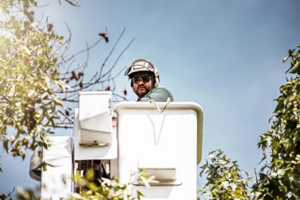 Spring Tree Trimming Tips