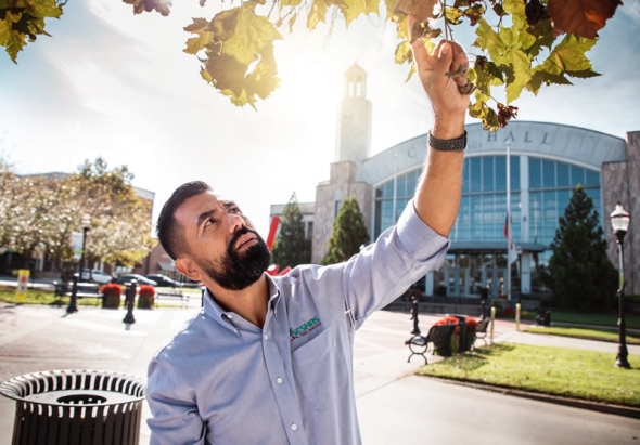 How Do You Know When It`s Time to Remove a Tree?