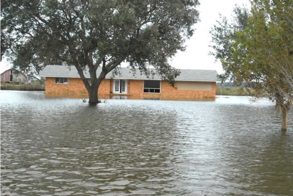 Tree Recover From Flood | How to Help Your Tree Recover from a flood?