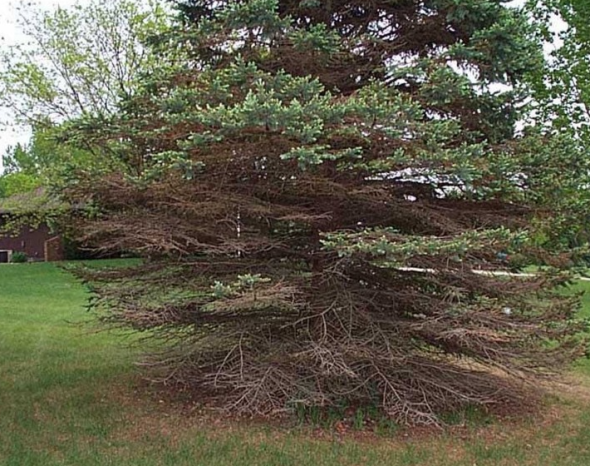 Evergreen Tree Diseases