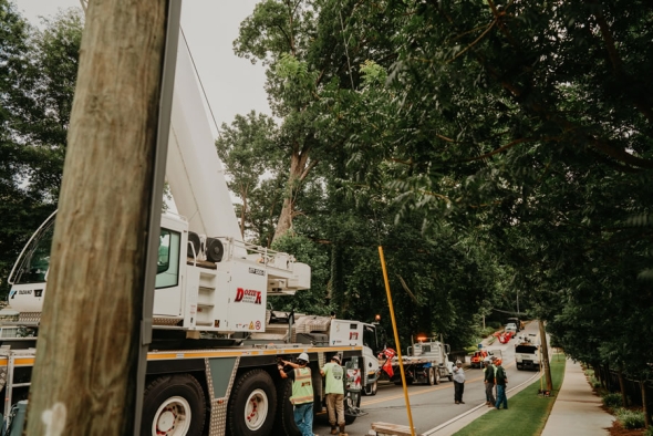 Tree Trimming and Removal Guide