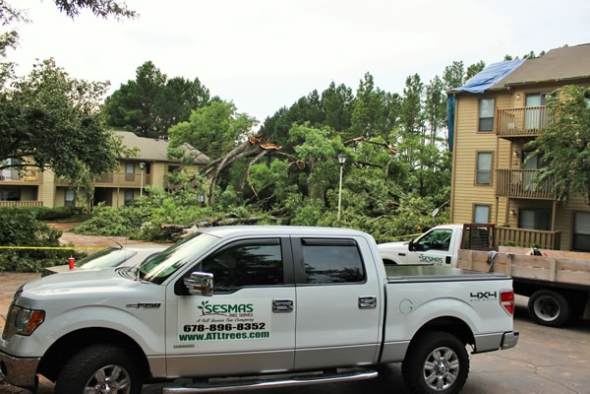 Why Are My Trees Dying?