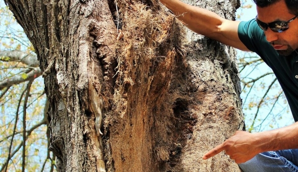 Why Does My Tree Lose Its Bark