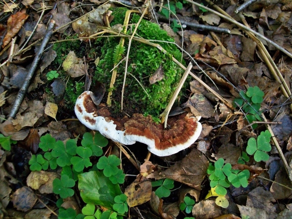 A Guide to Annosus Root Rot