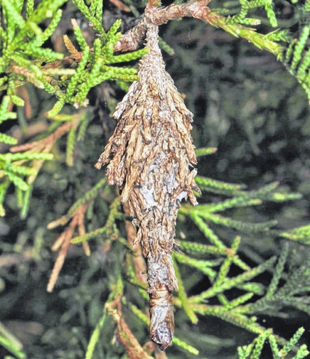 The Hidden Dangers of Bagworms