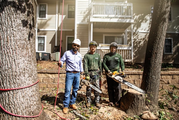 Risks of Ignoring Tree Removal