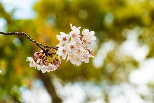 Why Your Trees Need Soil Nutrients in the Spring 