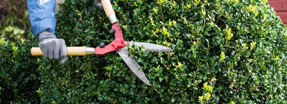 Transform Your Landscape with Expert Tree Pruning 