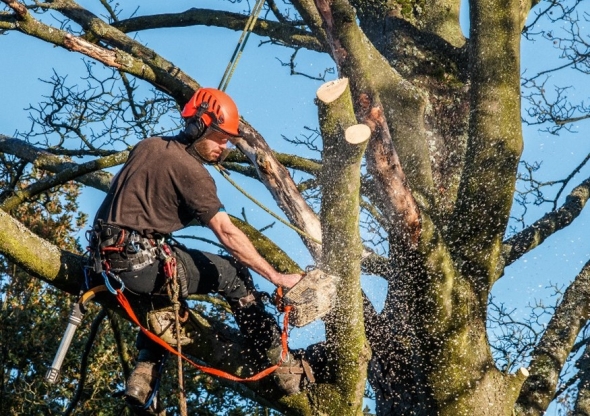 Health and Safety Risks of Tree Cutting