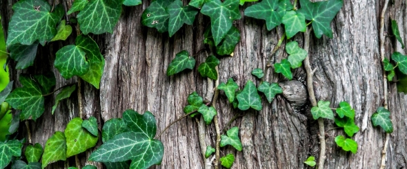 Harmful Invasive Plants That Can Damage Your Trees