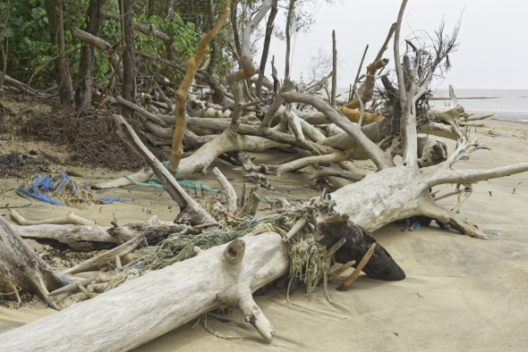 Handling Fallen Trees After a Hurricane 