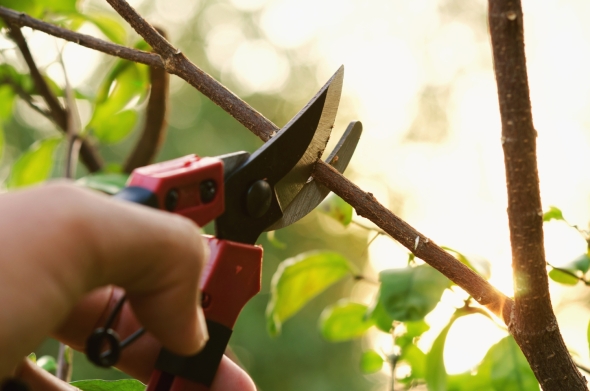 Tree Pruning Dos and Don’ts Every Homeowner Should Know