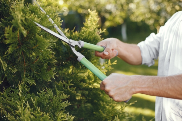 Expert Tree Trimming Tips for Georgia Property Owners