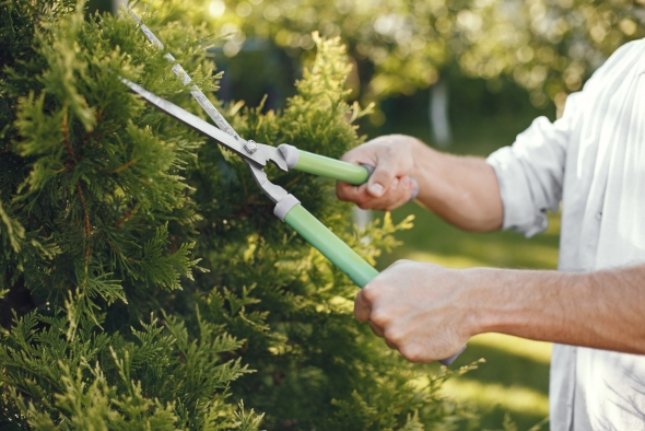Essential Tree Care Tips for a Healthy and Beautiful Yard