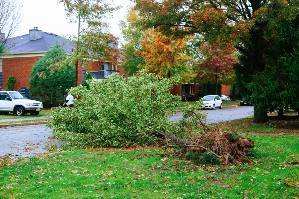 Steps to Take After a Tree Falls on Your Home