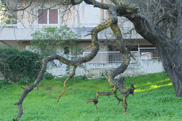 Why a Leaning Tree in Your Yard Is a Serious Danger