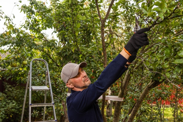 Professional Tree Care Starts at the Roots