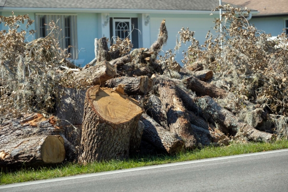 How Will the Tree Be Removed Without Damaging My Property?