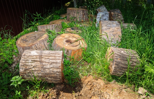 How Old Tree Stumps Affect Landscaping and Property Value