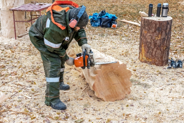 Can Stump Grinding Help Prevent Pest Infestations?