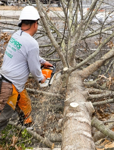 Why Tree Roots Continue Growing After a Tree Is Cut
