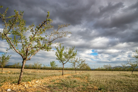 How Shifting Global Climate Patterns Affect Local Species Growth Trends This Season