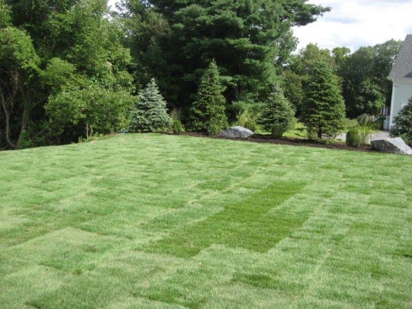 When to Trim Evergreens