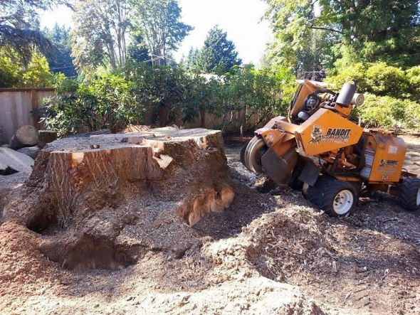 Stump Grinding vs. Stump Removal