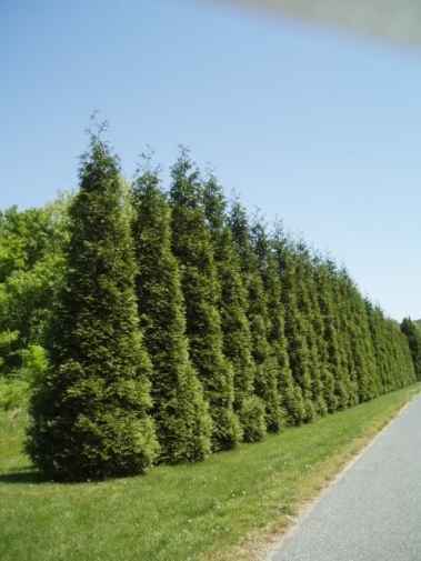 Why is My EverGreen Tree Turning Brown?