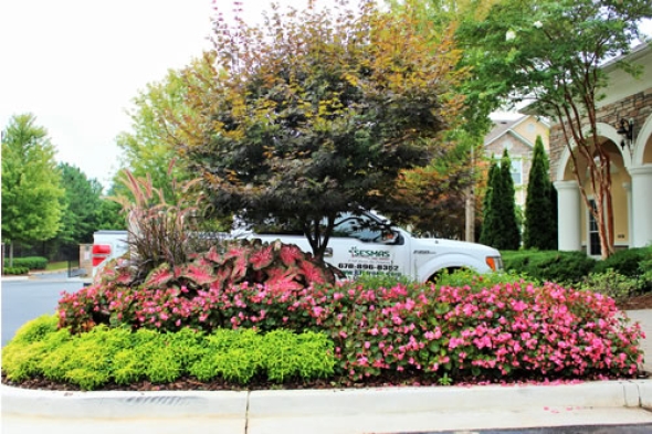 Choosing the Right Space to Plant a Tree