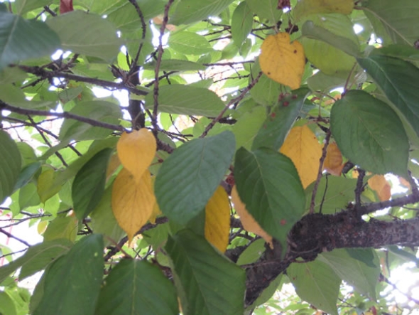 What Do Yellow Leaves Mean in Summer