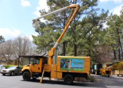 Don`t Use Climbing Spikes When Pruning Trees