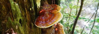 Ganoderma Root Rot Treatment