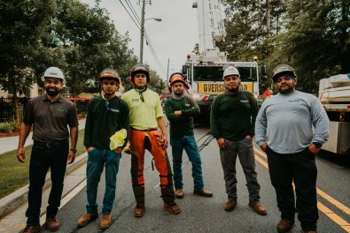 How We Safely Remove Large Trees from Small Spaces