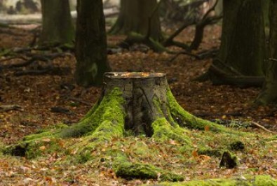 What is Stump Grinding?