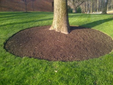 Benefits of Mulch