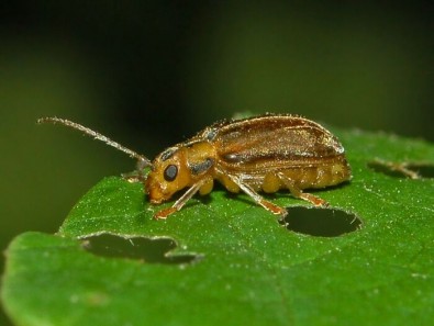 All You Should Know About Viburnum Leaf Beetle