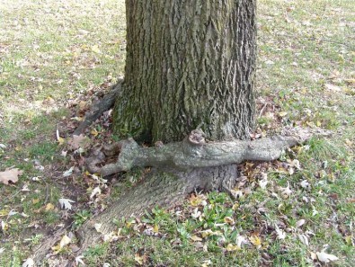 How to Stop Tree Roots From Sprouting in the Lawn