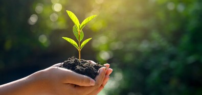 Choosing Soil For Your Trees