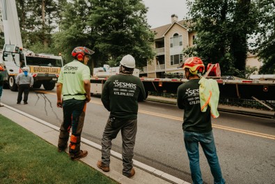 What Time of Year is Best for Tree Trimming?