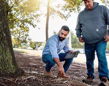 How to Prevent Exposed Tree Roots